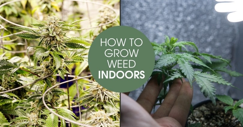 How To Grow Weed Indoors The Best Beginners Guide