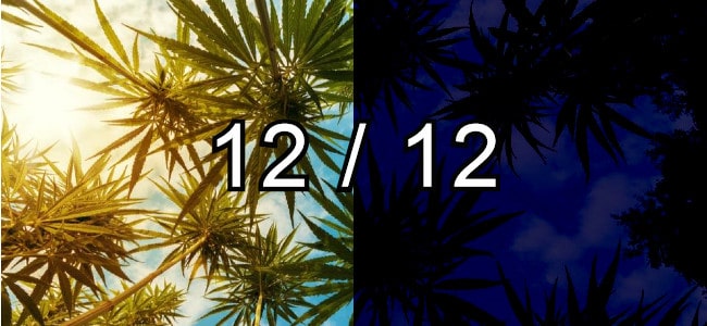 12/12 Light Schedule