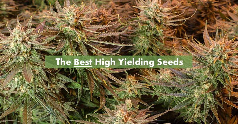 The 15 Highest Yielding Cannabis Strains To Buy Online