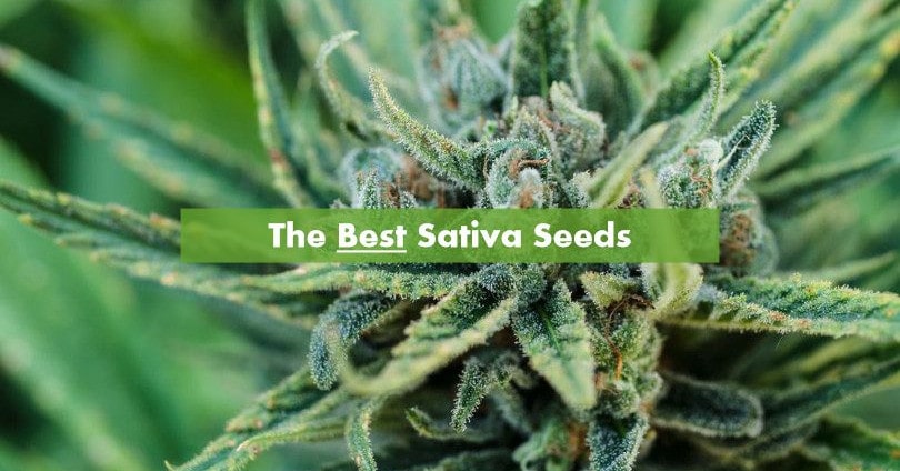 12 Sativa Strains That Any Grower Must Have In His Garden