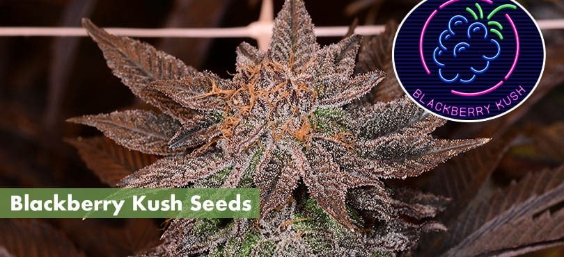 Blackberry Kush Seeds Cover Photo