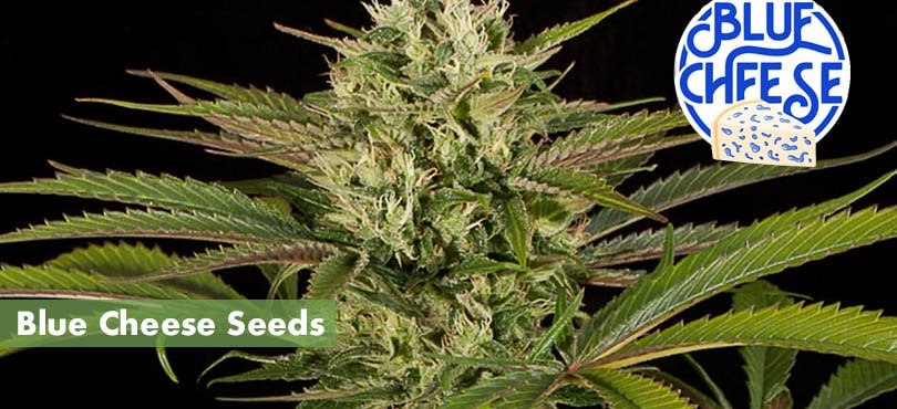 Blue cheese Seeds Cover Photo