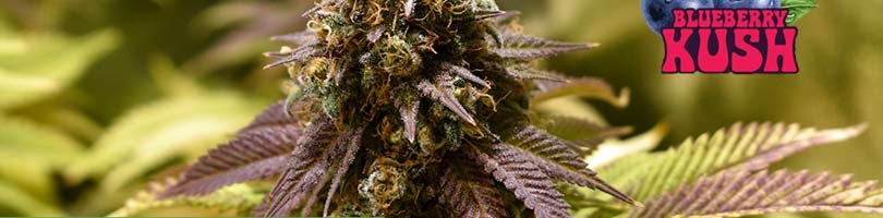 Where to Buy the Best Blueberry Kush Seeds Online - 10Buds