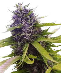 Blueberry bud