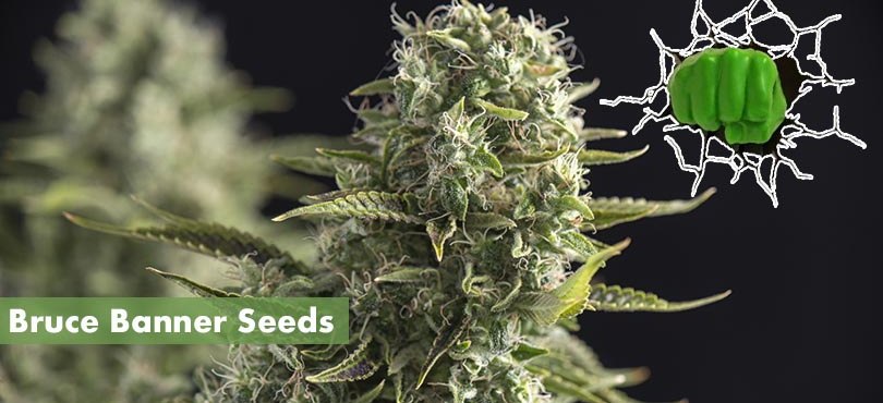 Bruce Banner Seeds Cover Photo