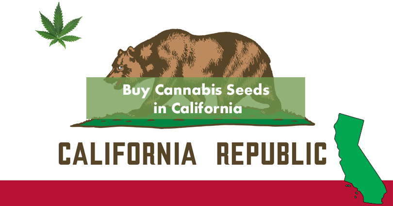 Where to Buy the Best Marijuana Seeds in California - 10Buds