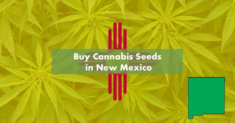 Buy Marijuana Seeds In New Mexico