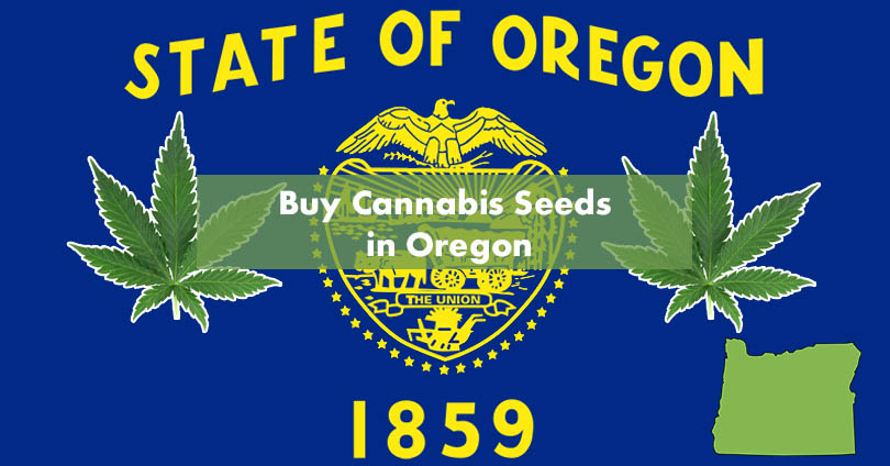 Where To Buy The Best Marijuana Seeds In Oregon - 10Buds