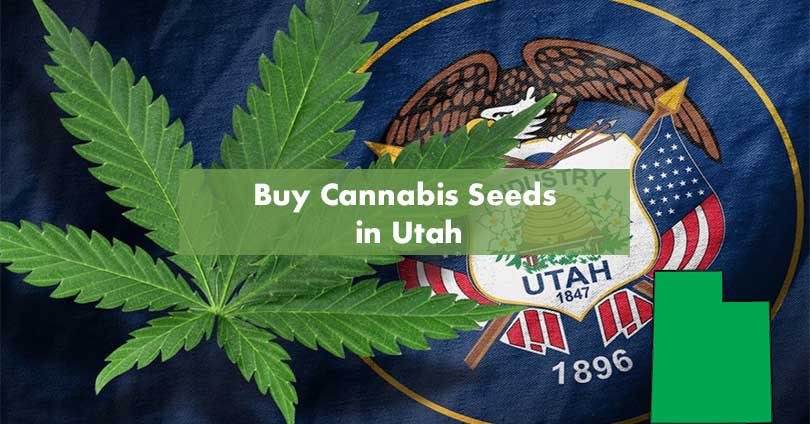 Buy Marijuana Seeds in Utah