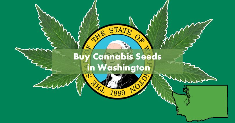 Buy Marijuana Seeds in Washington