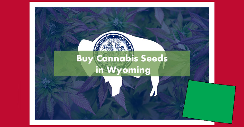 Where to Buy the Best Marijuana Seeds in Wyoming - 10Buds