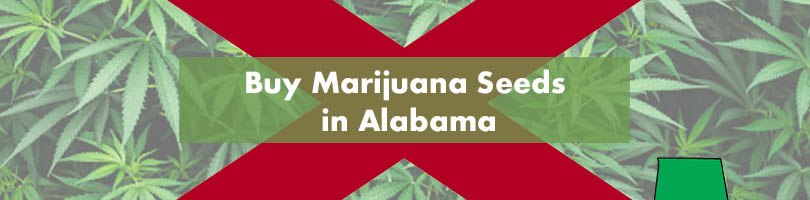 Buy Marijuana Seeds in Alabama Featured Image