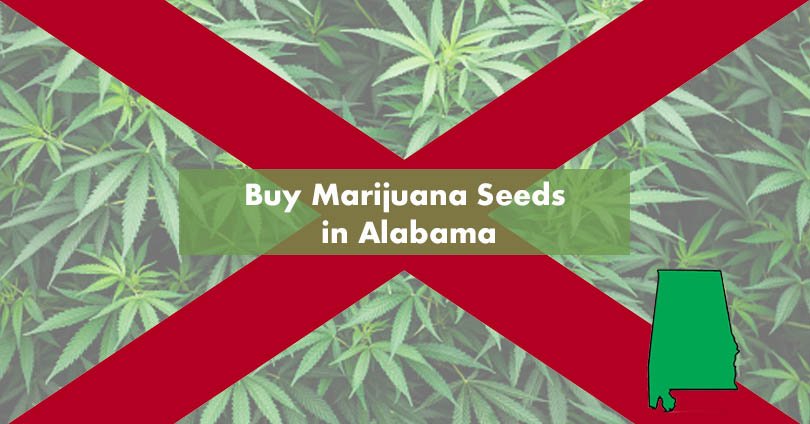 Buying Cannabis Seeds in Alabama: Legal Risks and Practical Tips