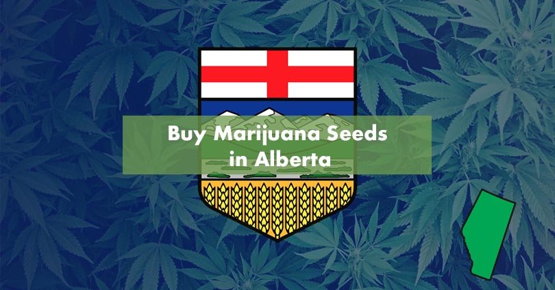Buy Marijuana Seeds in Alberta