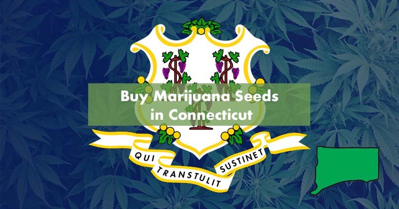 Buy Marijuana Seeds in Connecticut