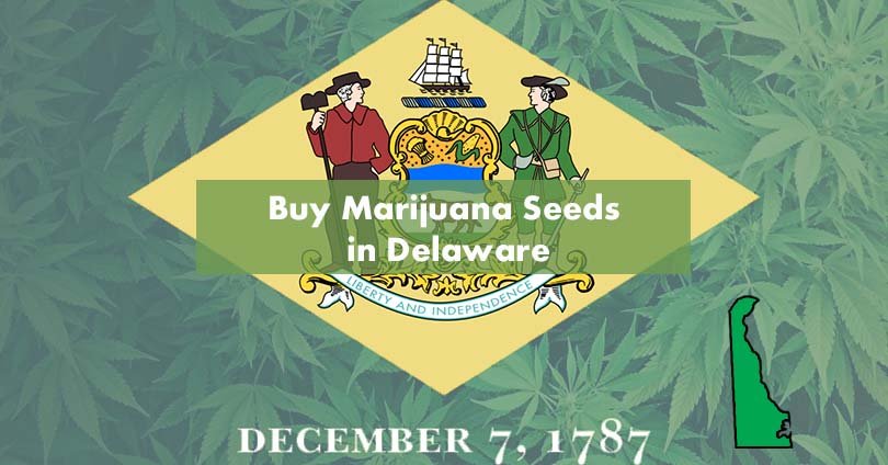 Buy Marijuana Seeds in Delaware