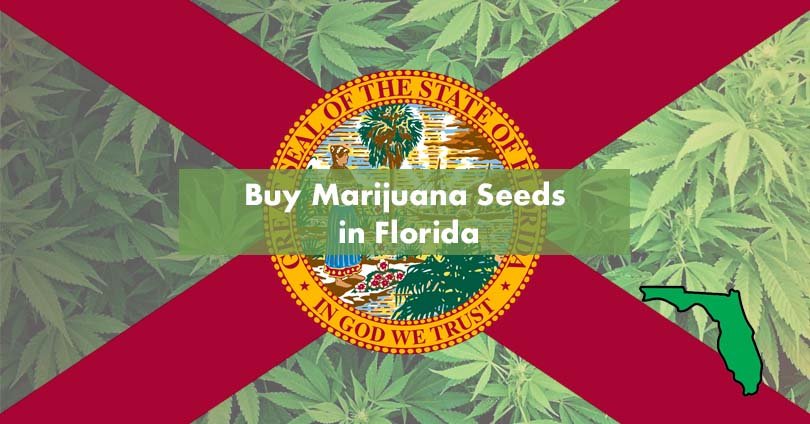 Buy Marijuana Seeds in Florida