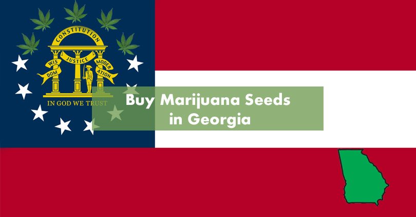 Buy Marijuana Seeds in Georgia