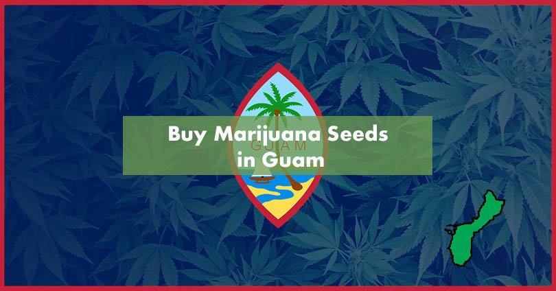 Buy Marijuana Seeds in Guam