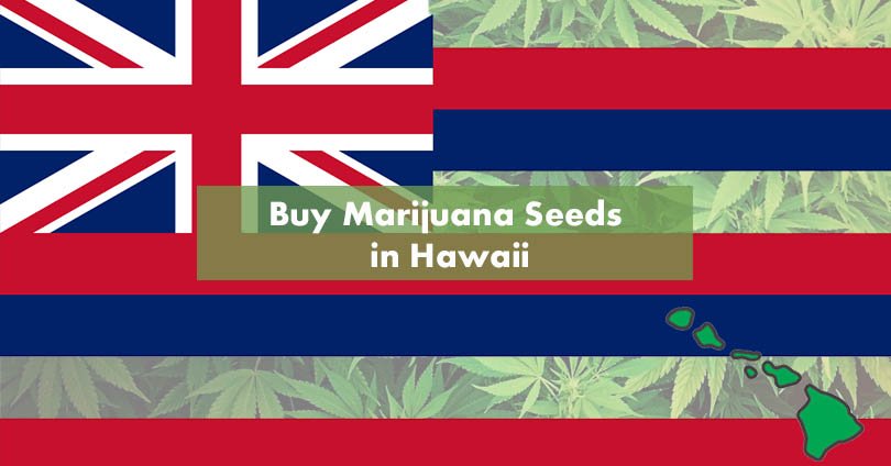 Buy Marijuana Seeds in Hawaii