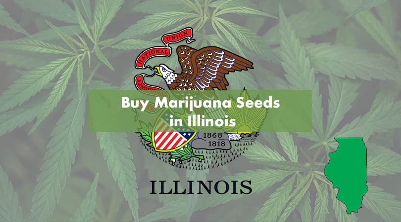 Buy Marijuana Seeds in Illinois
