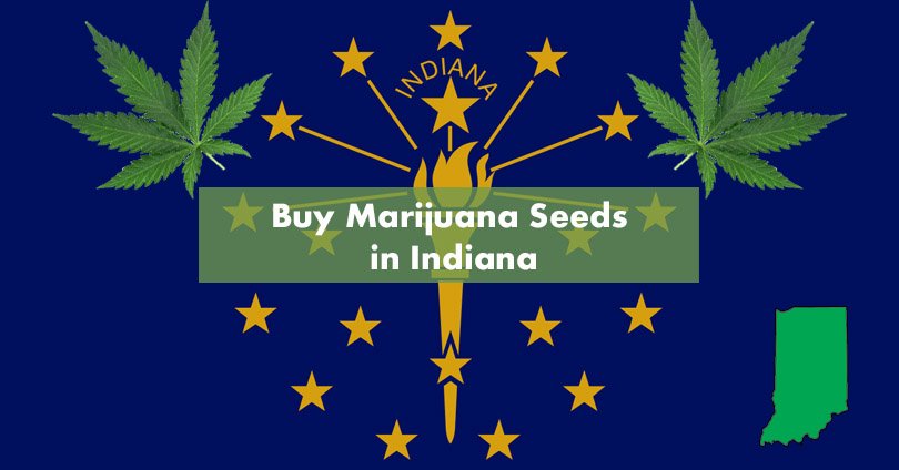 Buy Marijuana Seeds in Indiana