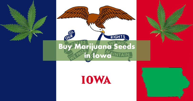 Buy Marijuana Seeds in Iowa