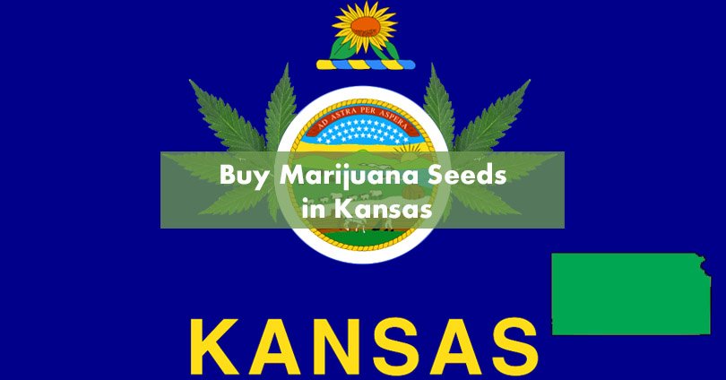 Buy Marijuana Seeds in Kansas