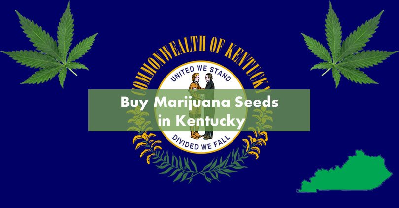 Buy Marijuana Seeds in Kentucky