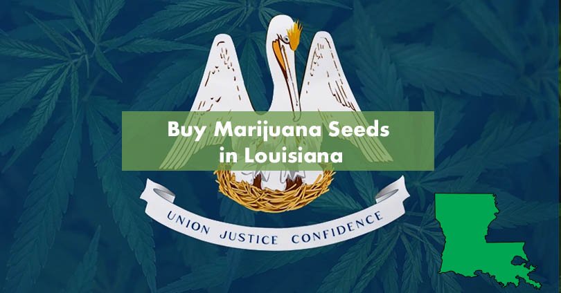 Buy Marijuana Seeds in Louisiana