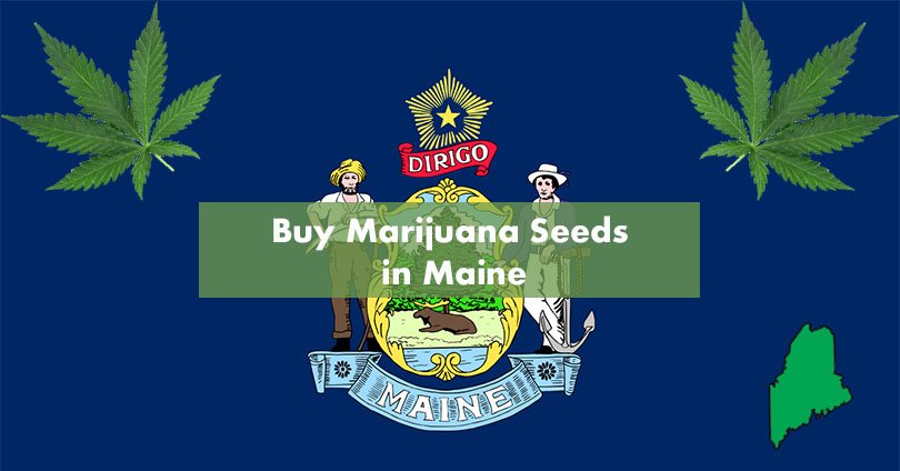 Buy Marijuana Seeds in Maine