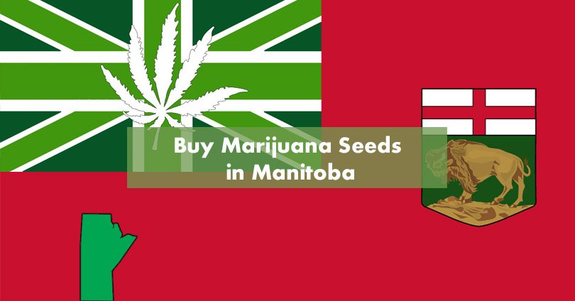 Buy Marijuana Seeds in Manitoba