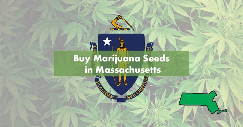 Buy Marijuana Seeds in Massachusetts