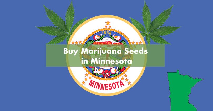 Buy Marijuana Seeds in Minnesota
