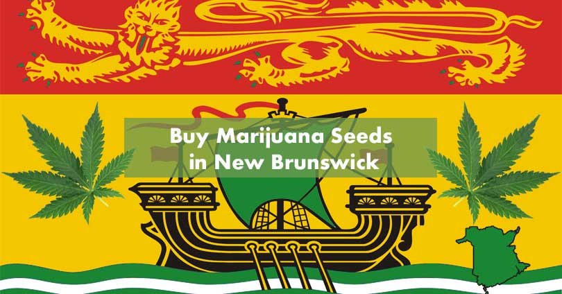 Buy Marijuana Seeds in New Brunswick