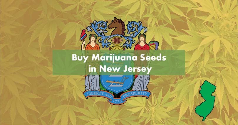 Buy Marijuana Seeds in New Jersey