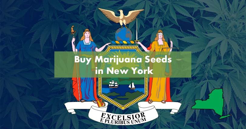 Cultivating Cannabis in the Heart of New York: Your Guide to Purchasing and Growing Cannabis Seeds