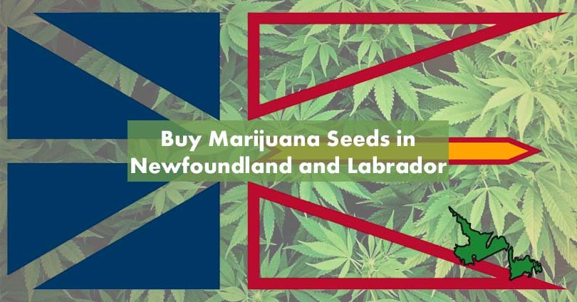 Buy Marijuana Seeds in Newfoundland and Labrador