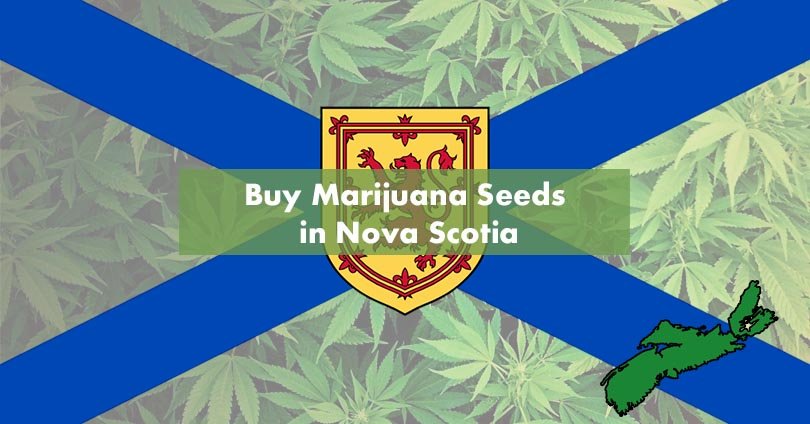 Buy Marijuana Seeds in Nova Scotia