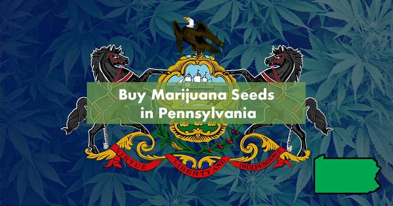 Buy Marijuana Seeds in Pennsylvania