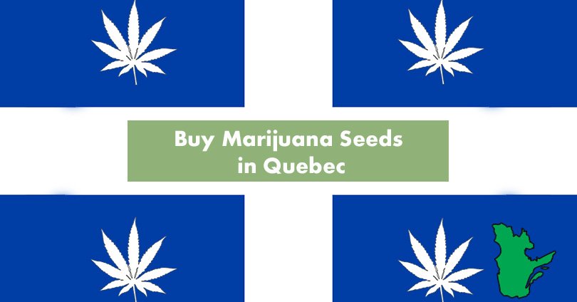 Buy Marijuana Seeds in Quebec