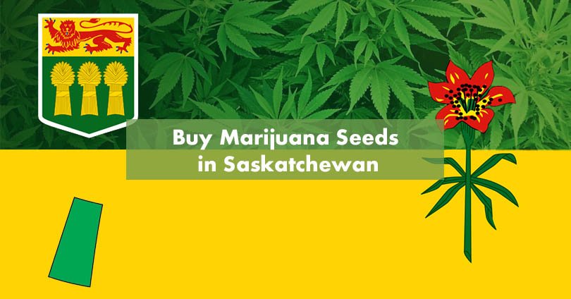 Buy Marijuana Seeds in Saskatchewan