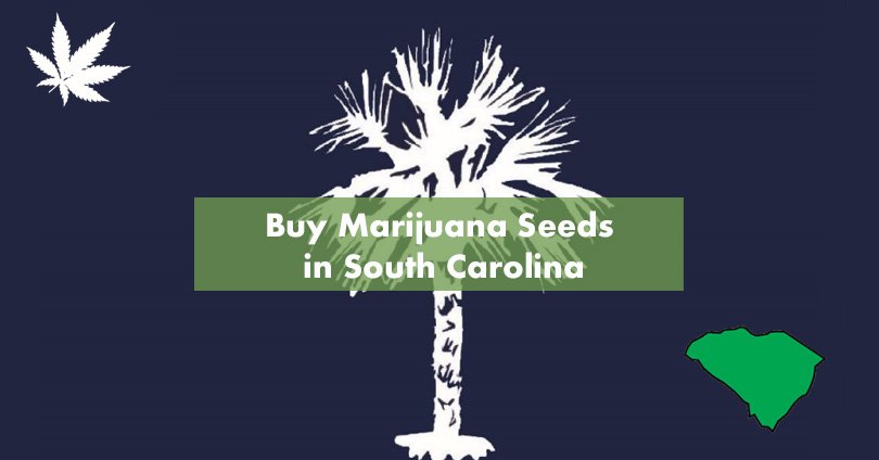 Buy Marijuana Seeds in South Carolina
