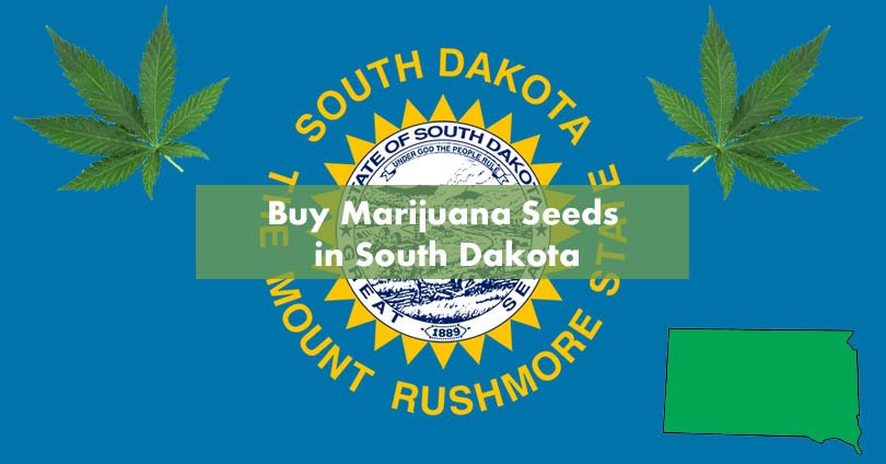 Buy Marijuana Seeds in South Dakota