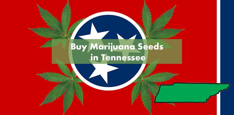 Buy Marijuana Seeds in Tennessee