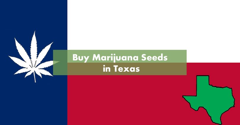 Buy Marijuana Seeds in Texas