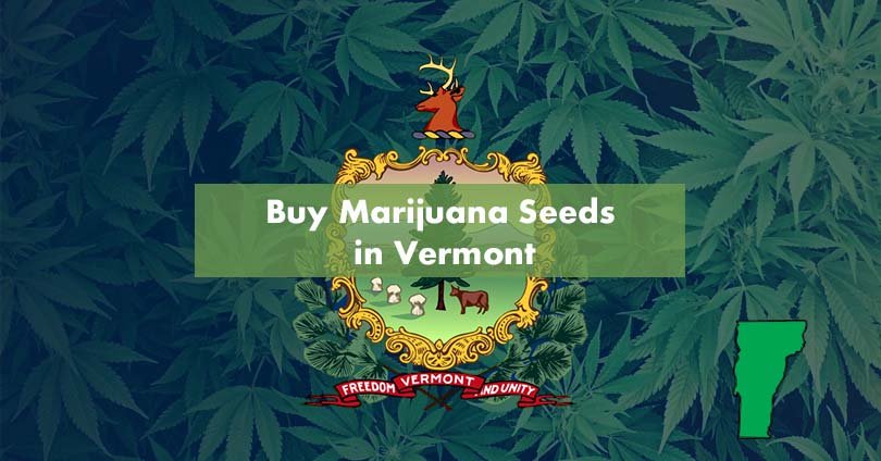 Buy Marijuana Seeds in Vermont