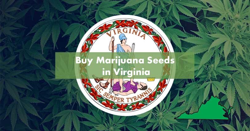 Cultivating Cannabis in Virginia’s Budding Landscape: A Comprehensive Guide to Seed Purchase, Cultivation, and Legal Compliance