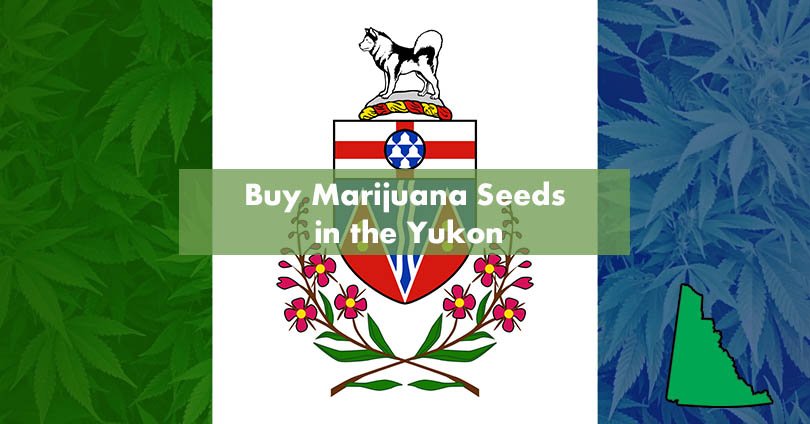 Buy Marijuana Seeds in the Yukon