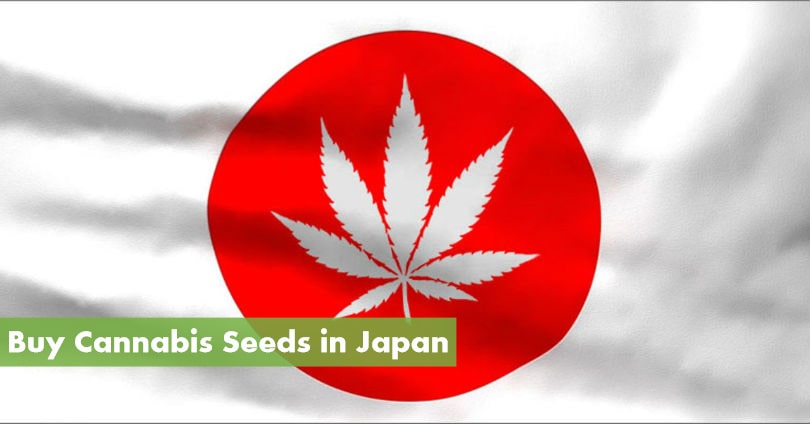 Buying Marijuana Seeds in Japan